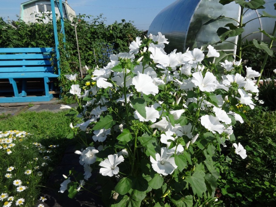 Лаватера Монблан