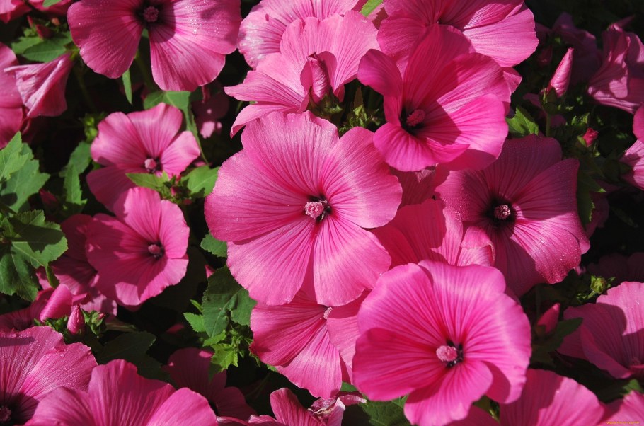 Лаватера розовая