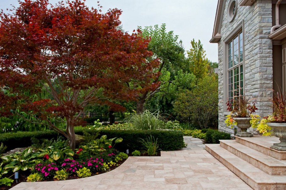 Клен японский Гинналла