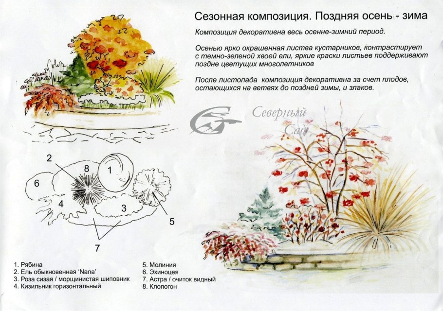 Клумба гортензия, пузыреплодник, Барбарис