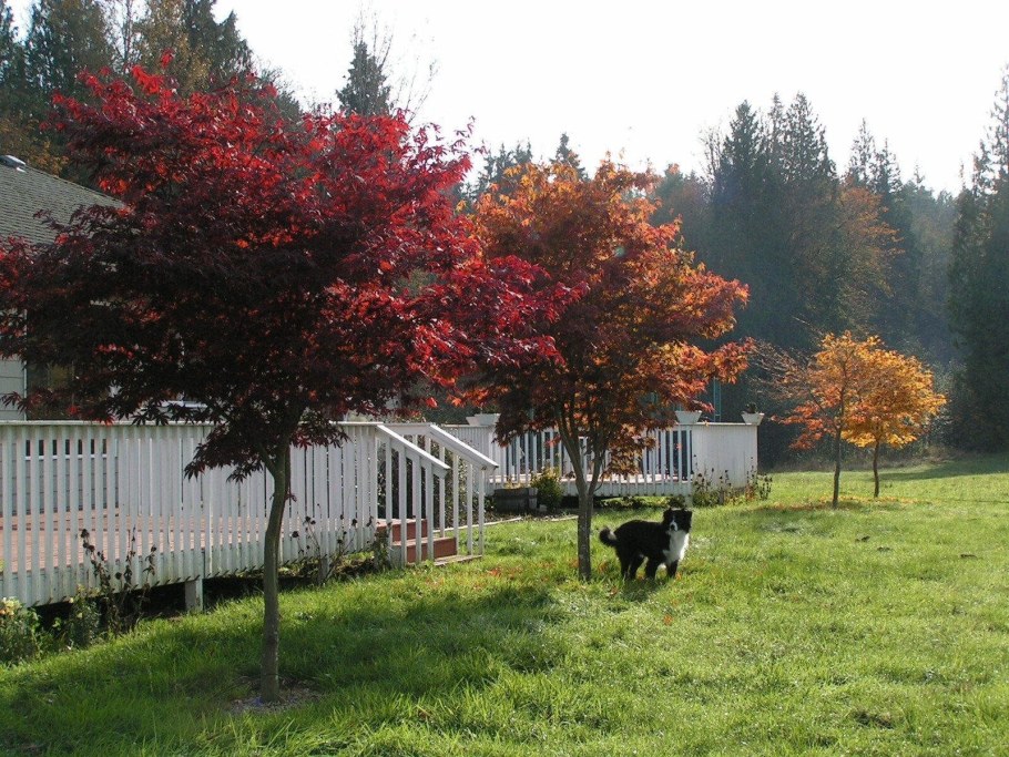 Клен Гиннала в ландшафте