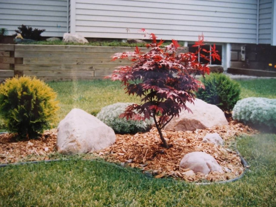 Японский клен Гиннала