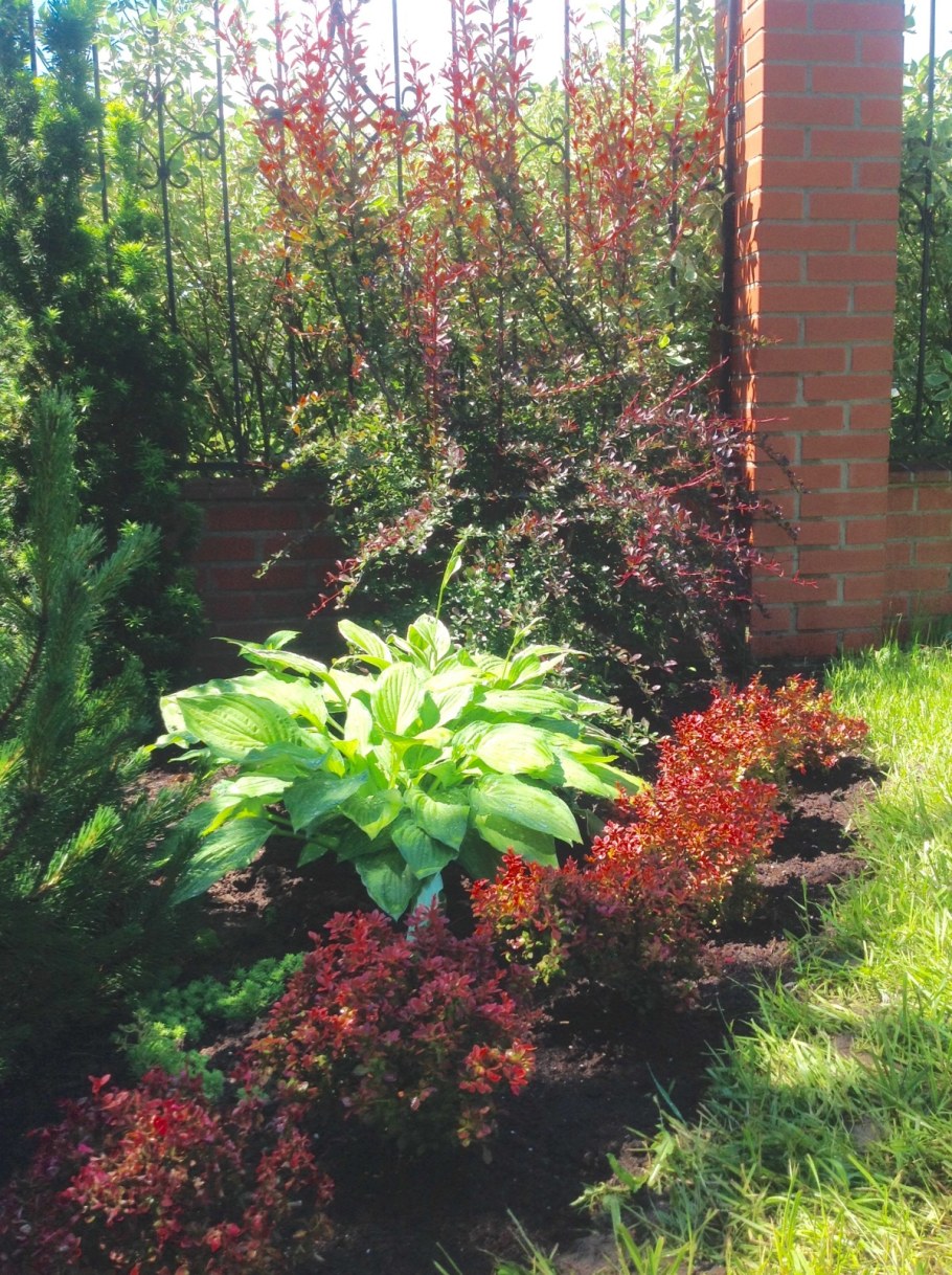 Дерен и Барбарис на клумбе