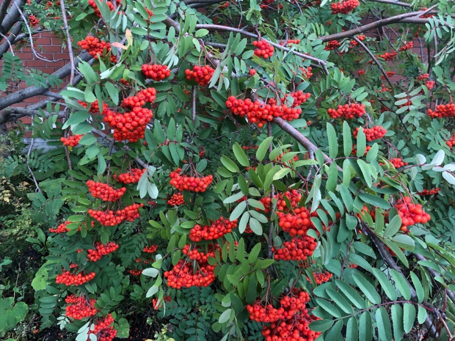 Калина рябинолистная