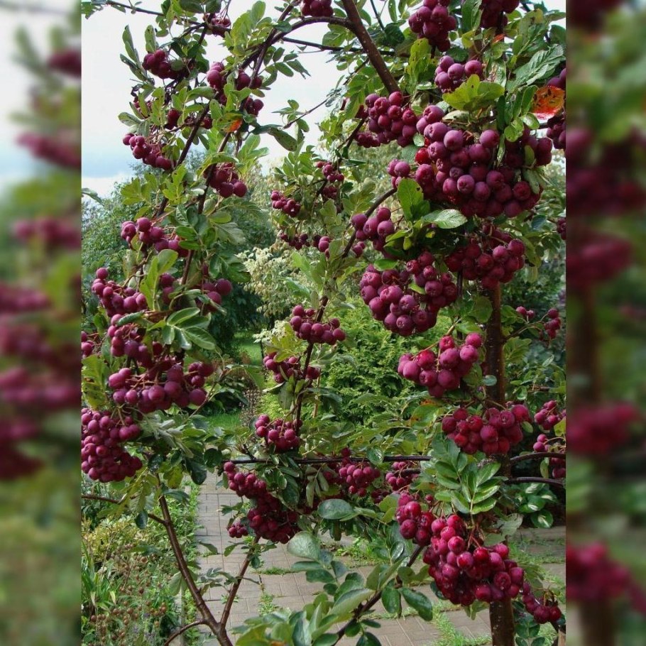 Рябина (Sorbus Гранатная