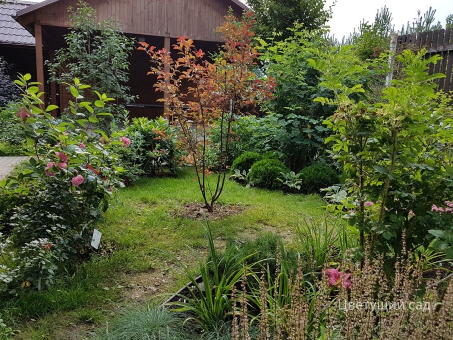 Рябина вдоль забора