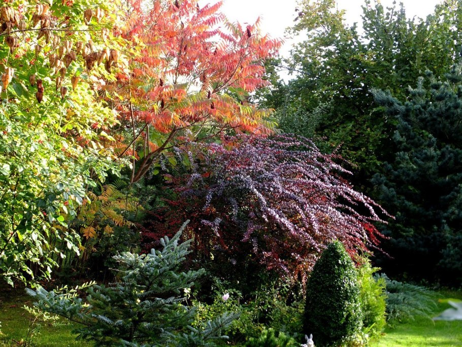 Красный пузыреплодник и Барбарис