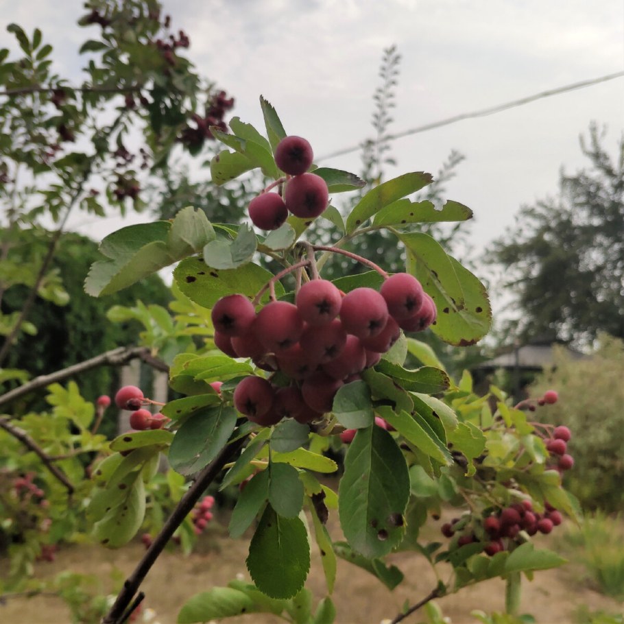 Скрещивание плодовых растений