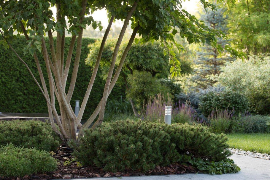 Ирга Ламарка в ландшафтном