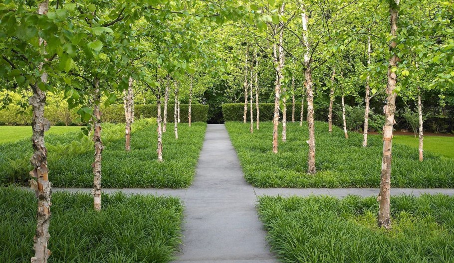 Березовая роща береза повислая