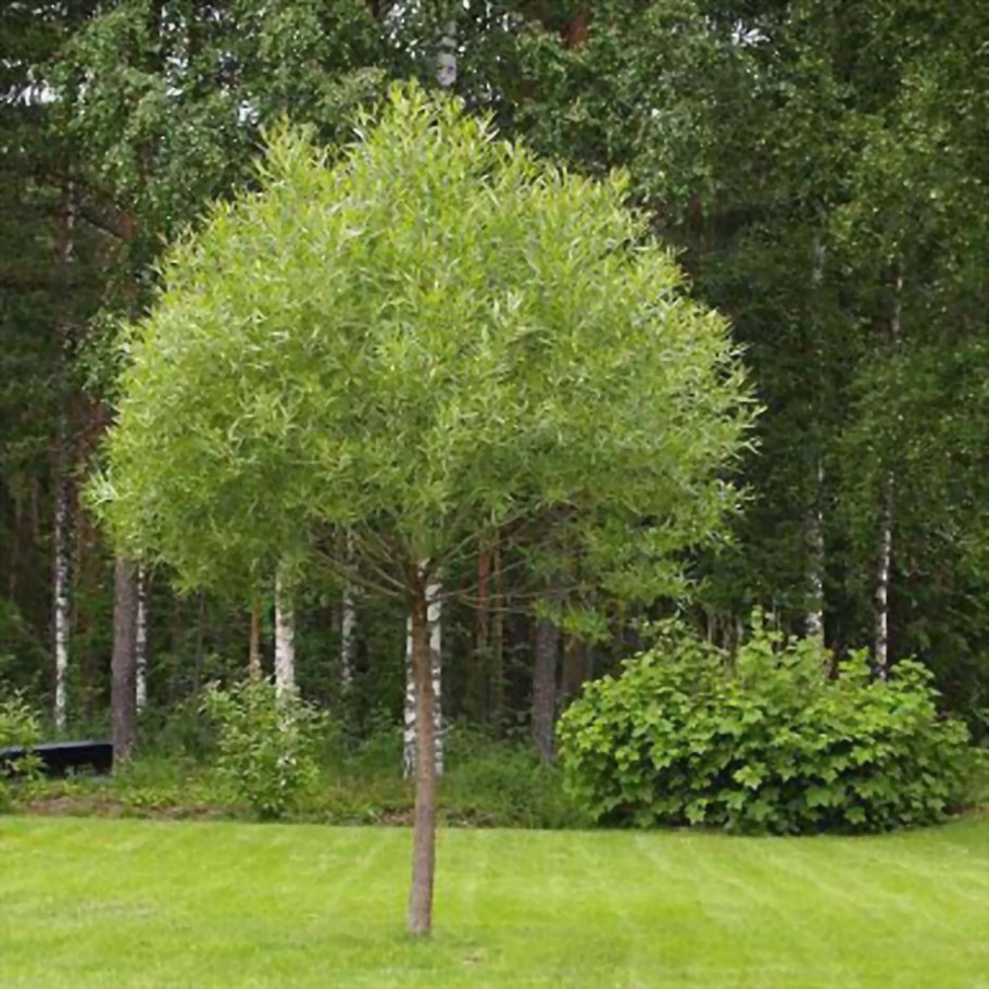 Ива шаровидная Salix