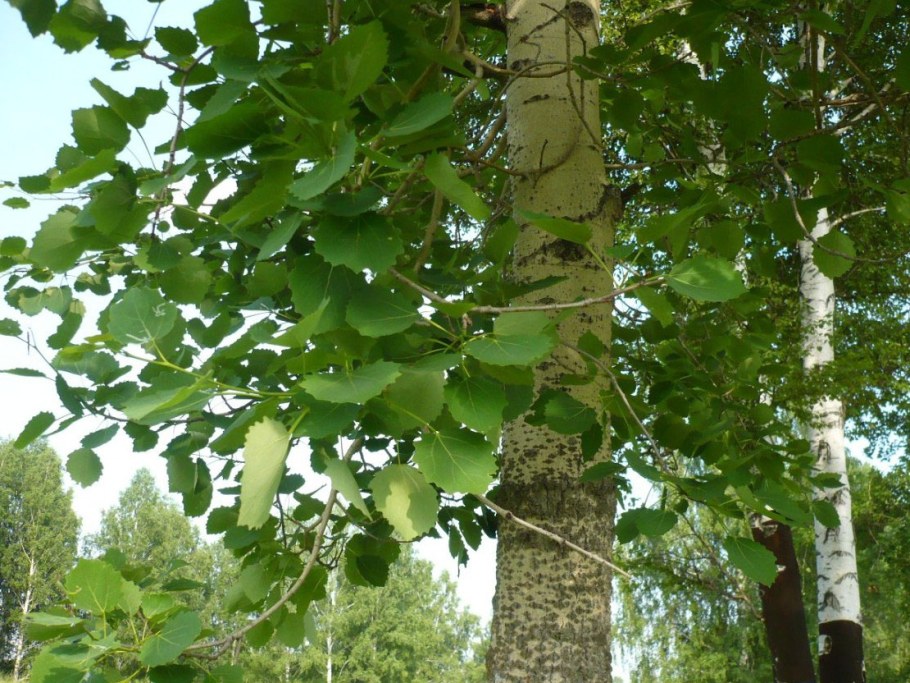 Осина обыкновенная (Pópulus trémula)