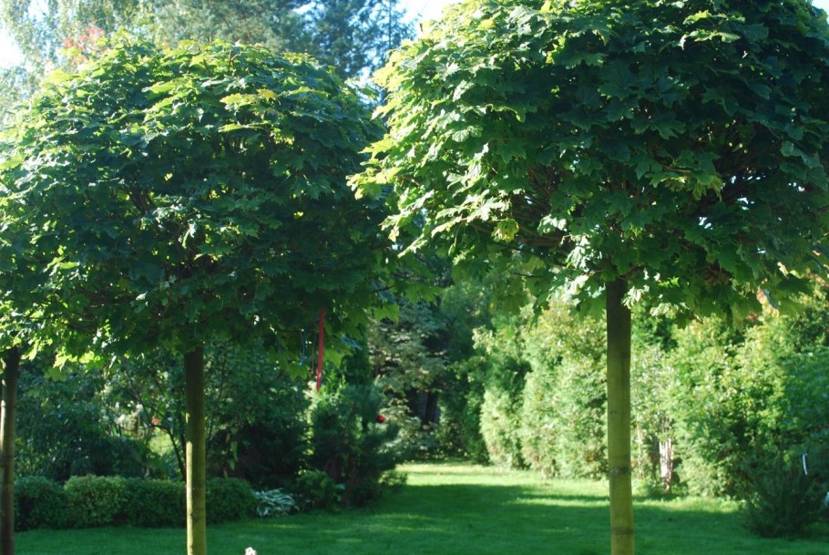 Осина в ландшафте фото