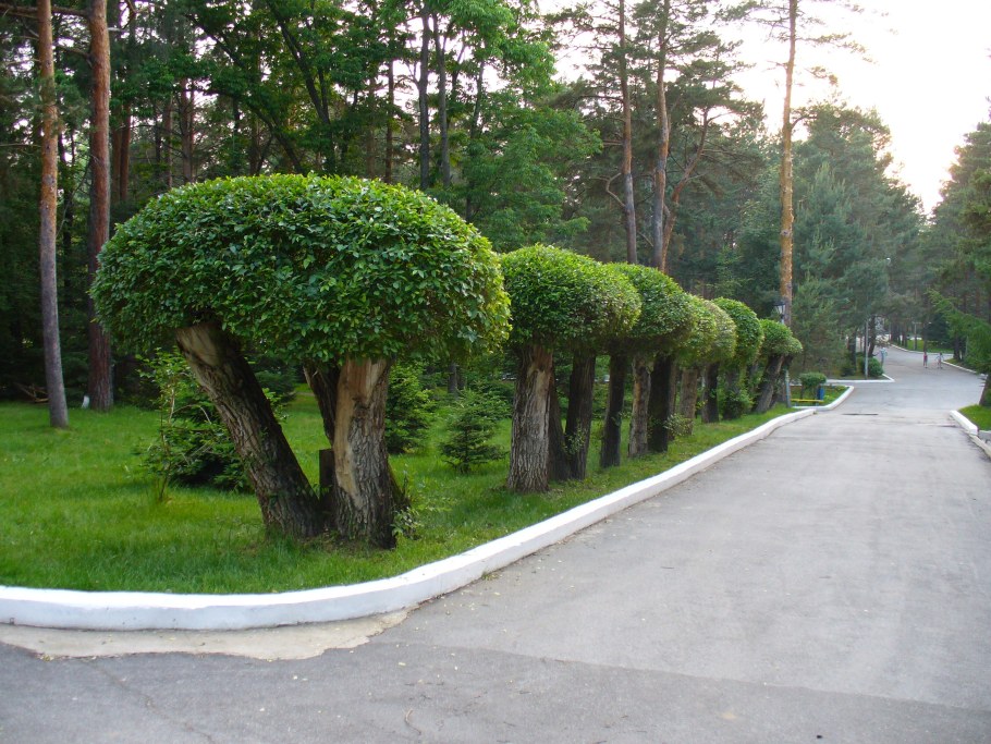 Стрижка осины