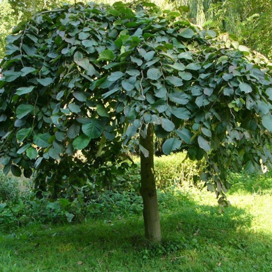 Вяз Плакучий Мауро