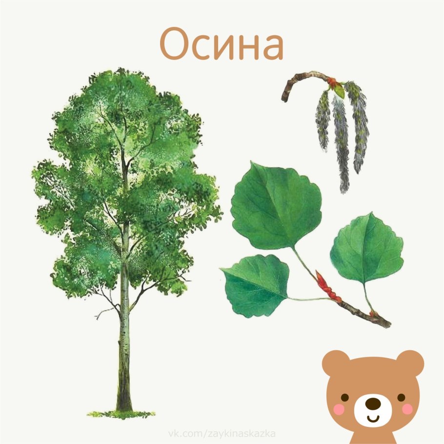 Листок осины