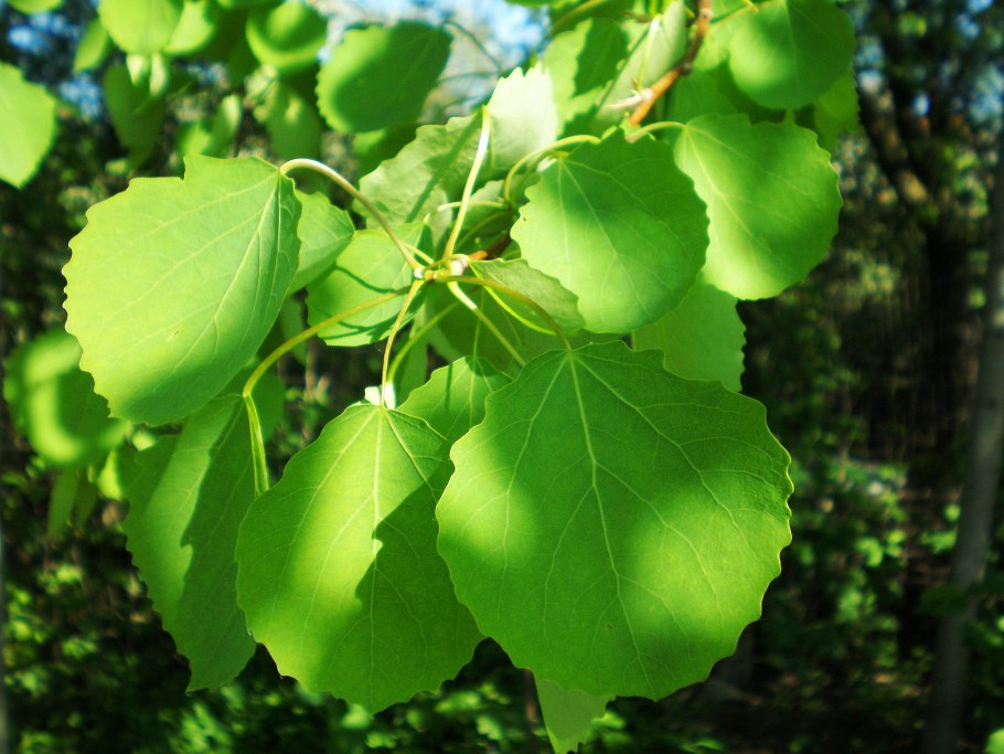 Осина (Populus tremula)
