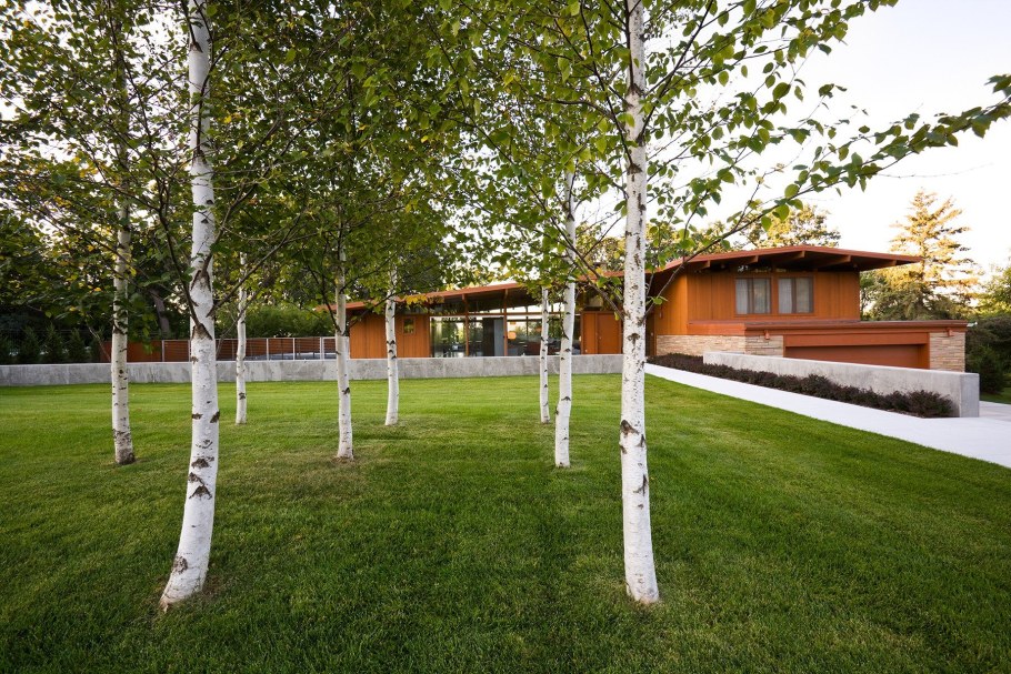 Ландшафт в березовой роще