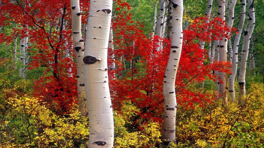 Береза осина рябина