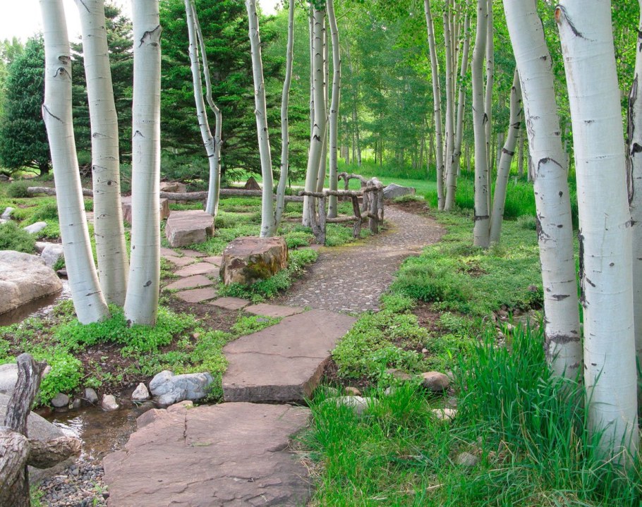 Осина в ландшафте