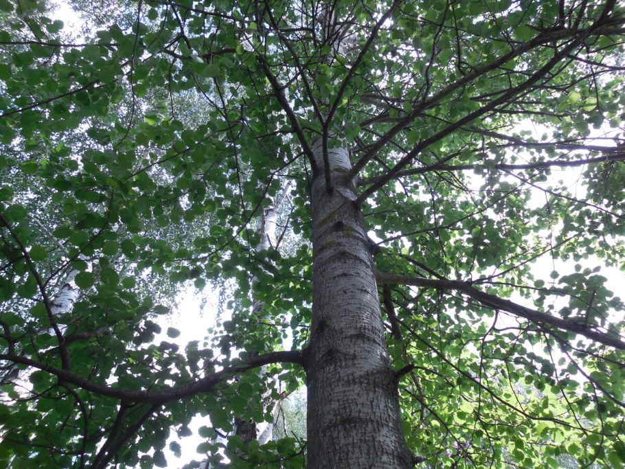 Тополь белоствольный