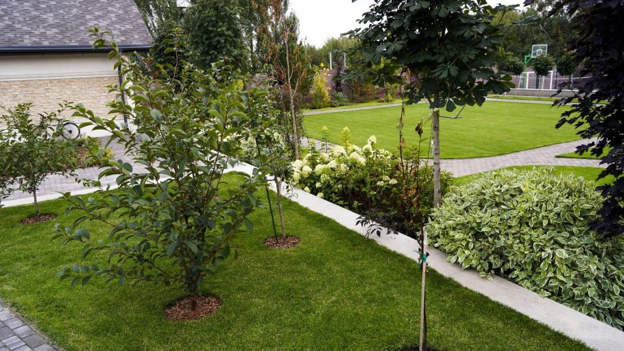 Ирга Ламарка изгородь