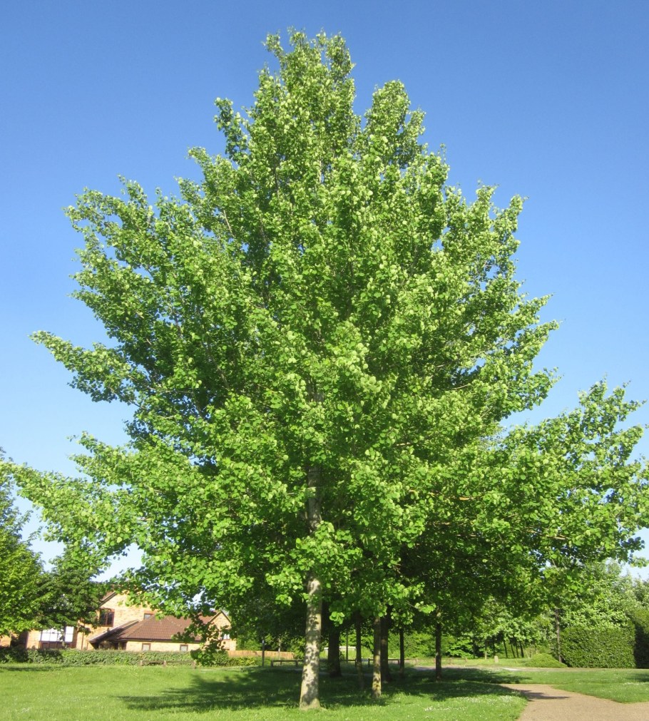 Осина (Populus tremula)