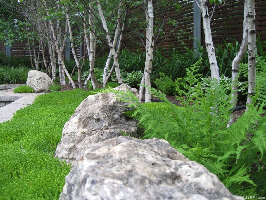 Березы на участке ландшафт