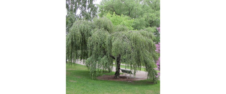 Береза карликовая повислая