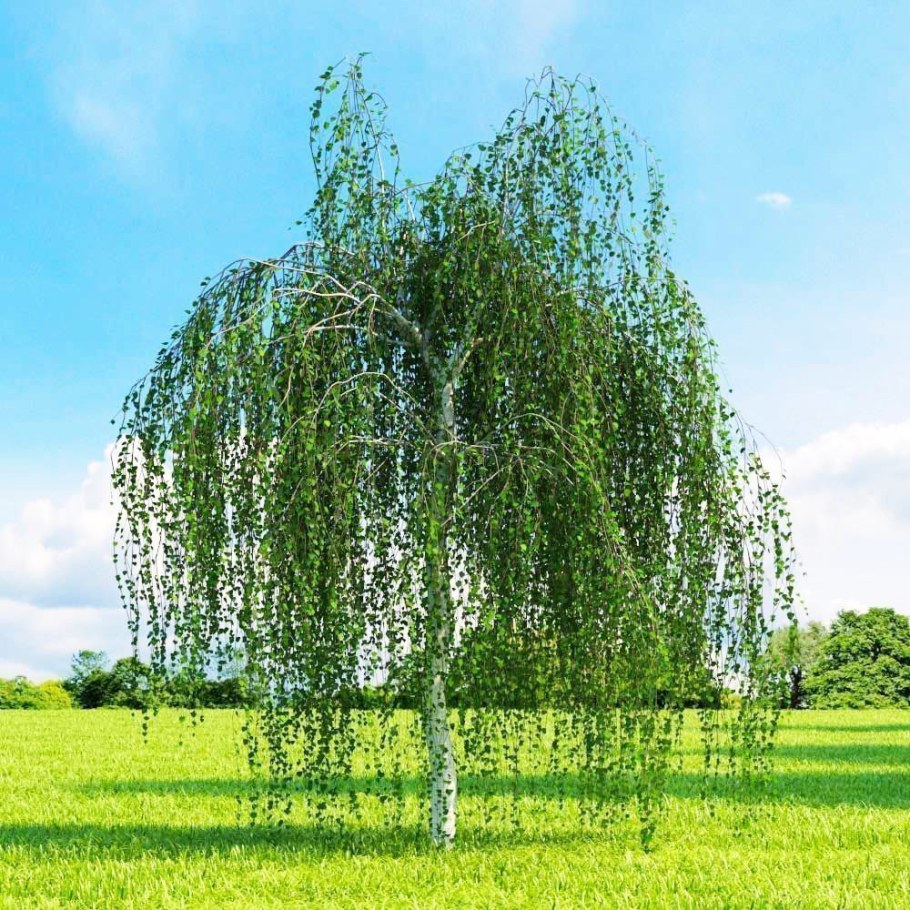 Береза повислая Betula pendula