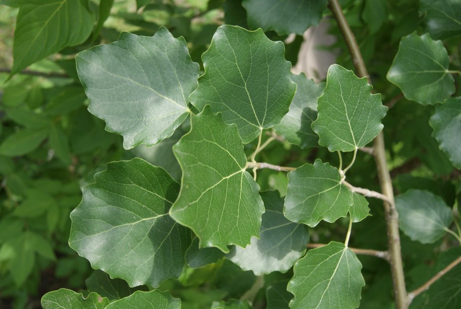 Осина (Populus tremula)