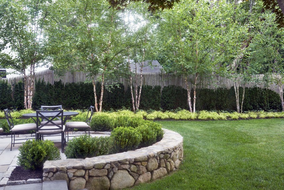 Береза в ландшафте