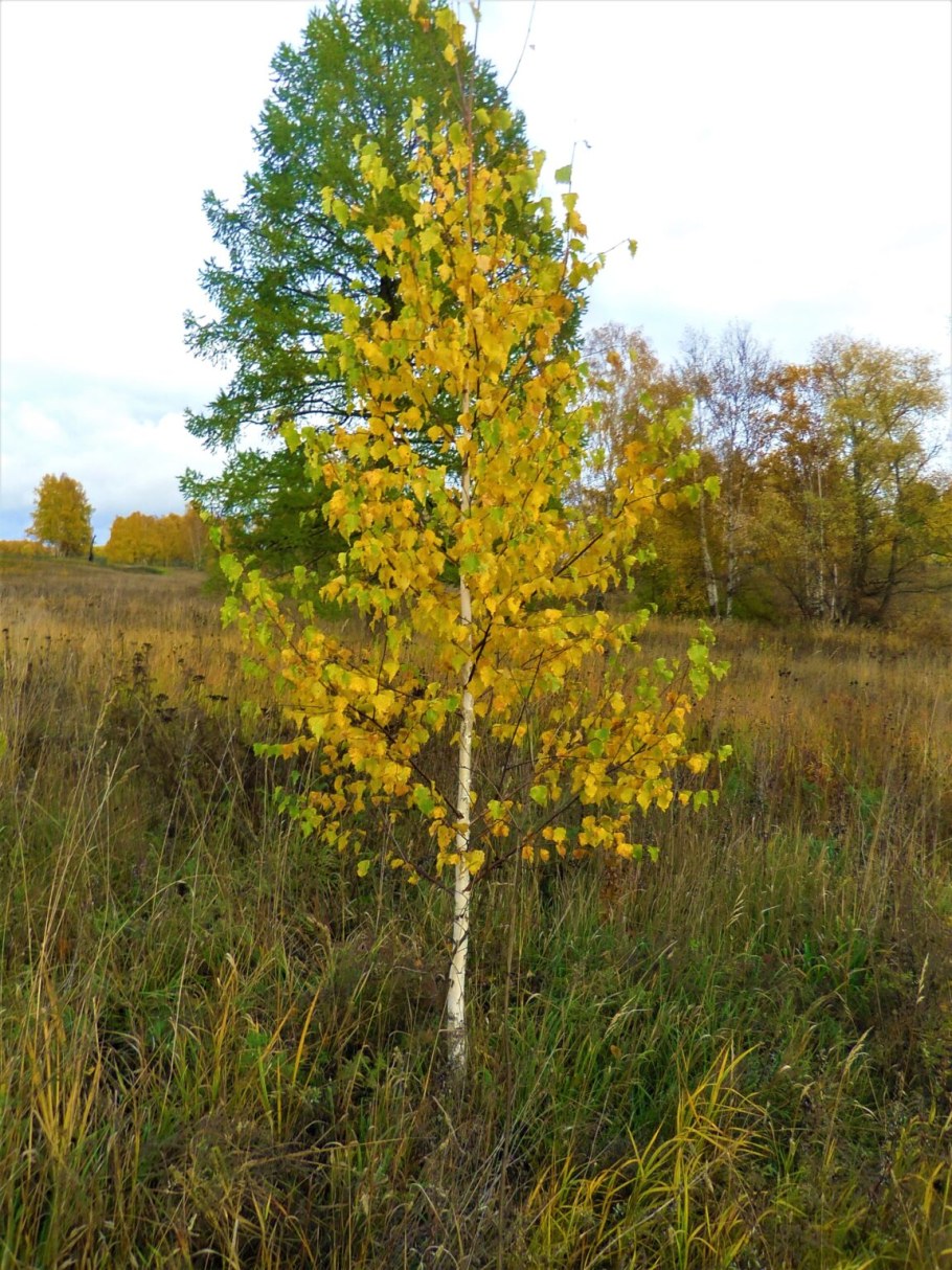 Лиственница Сибирская саженцы