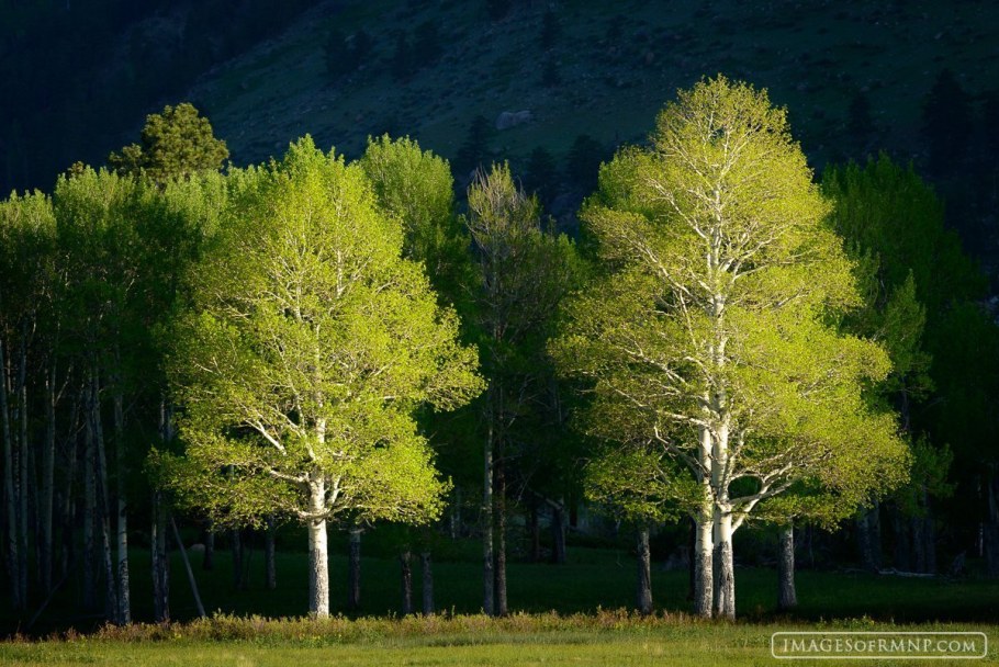 Осина обыкновенная (Populus tremula)