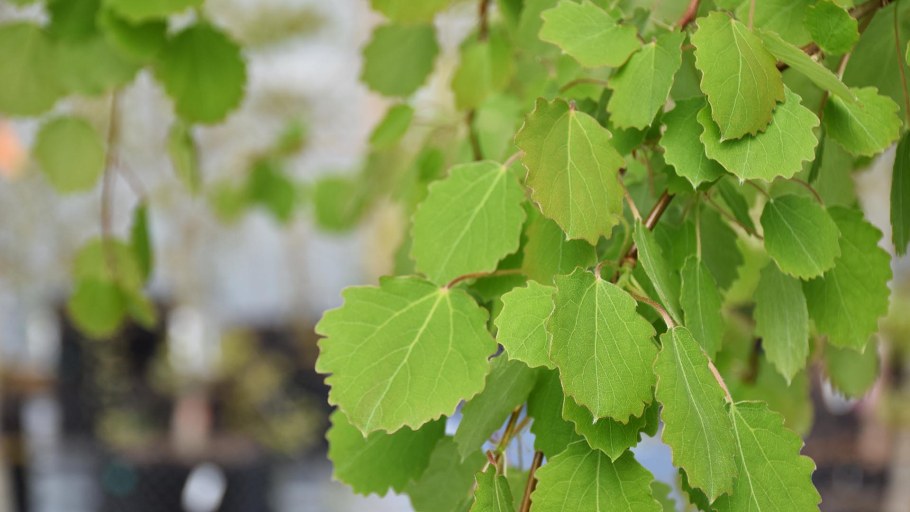 Тополь дрожащий осина