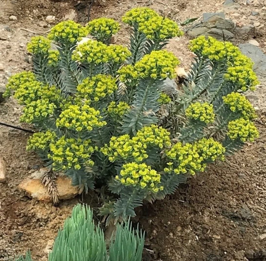 Молочай Сильверсван