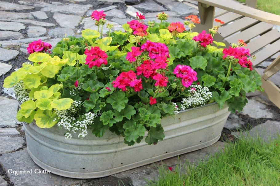 Variegated Giroflee пеларгония