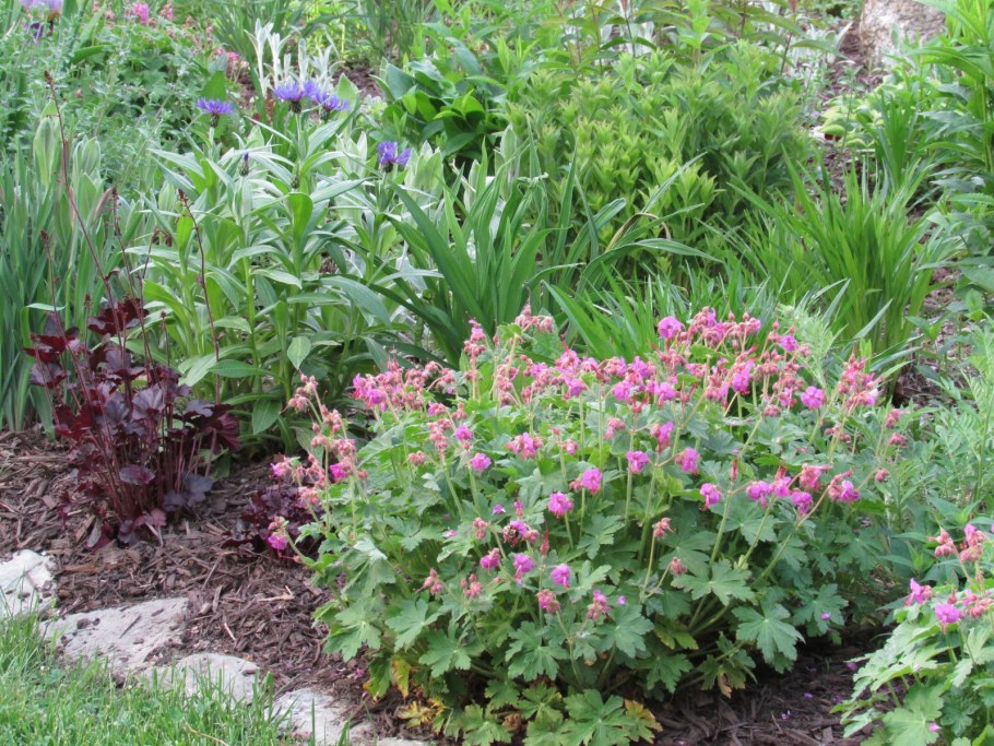 Герань крупнокорневищная Розанна