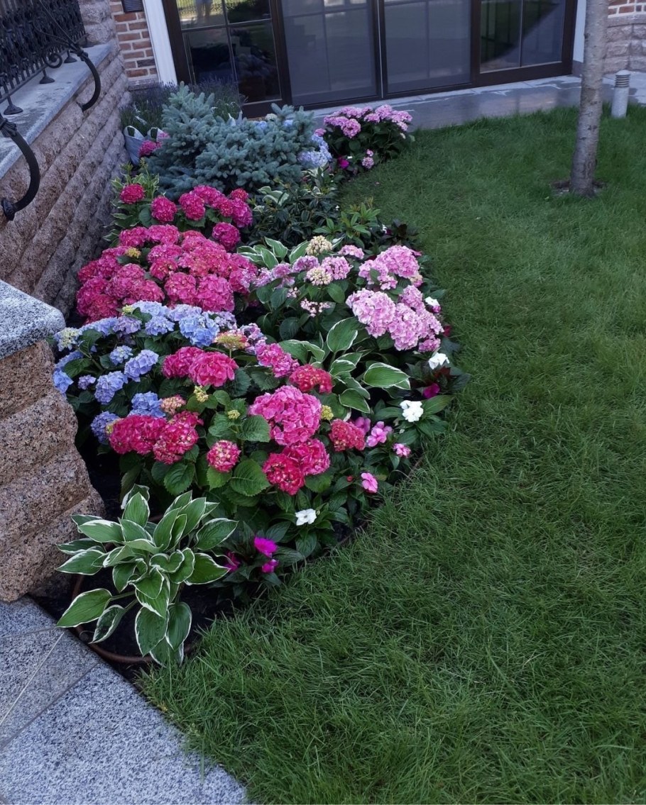 Клумба Хоста пион гортензия