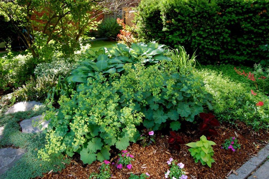 Манжетка мягкая Alchemilla mollis (с2-с3)