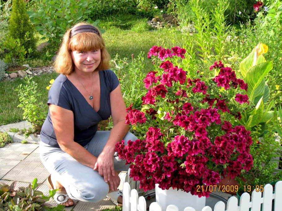 Пеларгония Королевская в саду