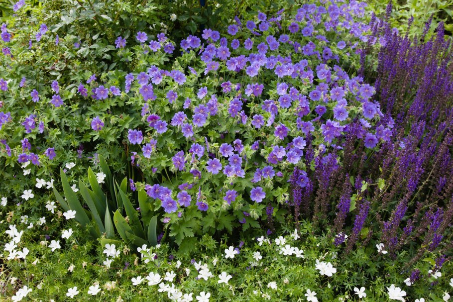 Герань Садовая многолетняя Розанна