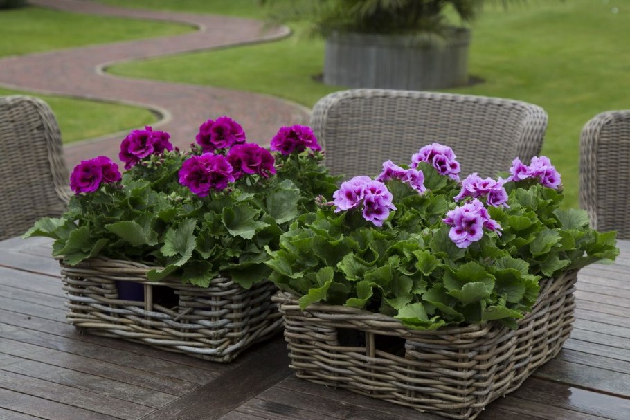 Пеларгония Королевская Cynthia