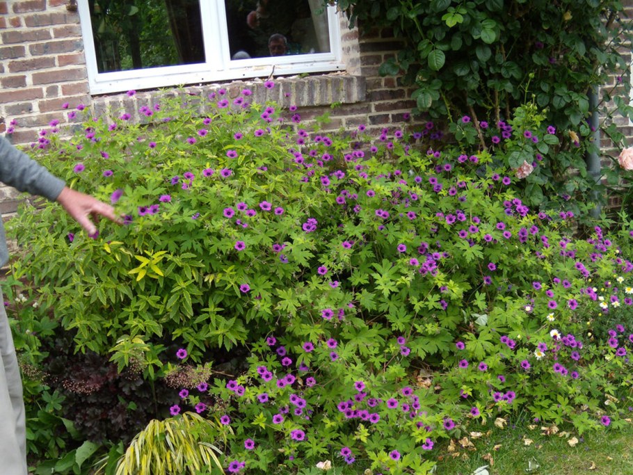 Герань Розанна