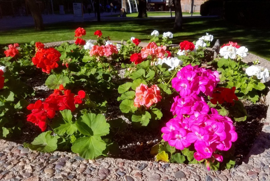 Пеларгония зональная многолетняя