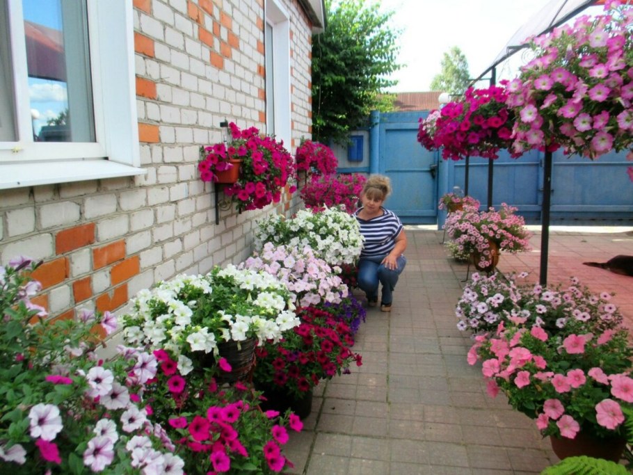 Петуния махровая на клумбе