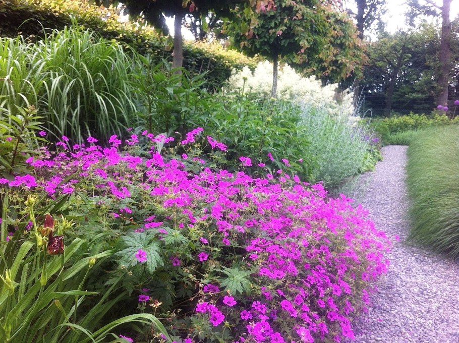 Герань гибридная Розанна