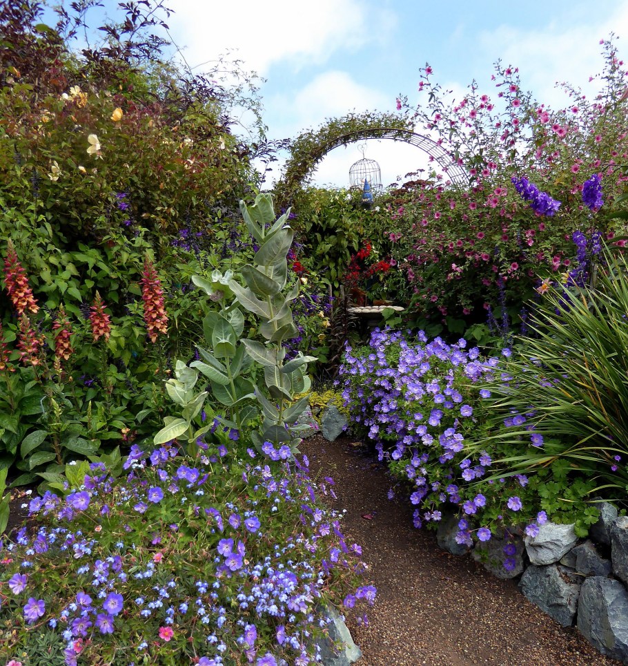 Герань бордюрная Садовая