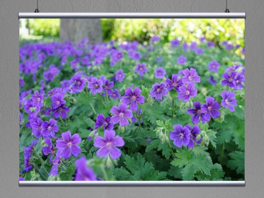 Гноснь Розанна гибрид тди Луговая