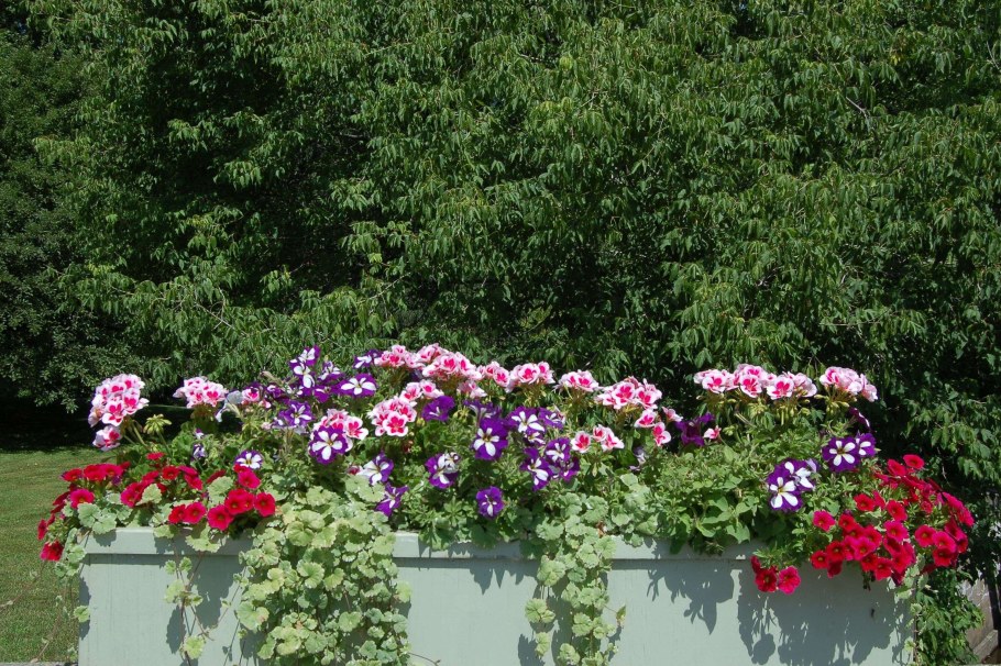 Герань Садовая многолетняя